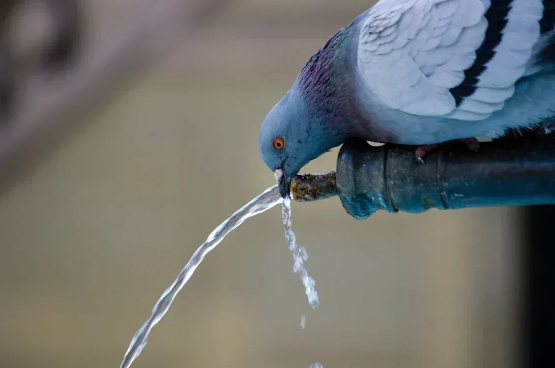Keeping on top of water filter maintenance